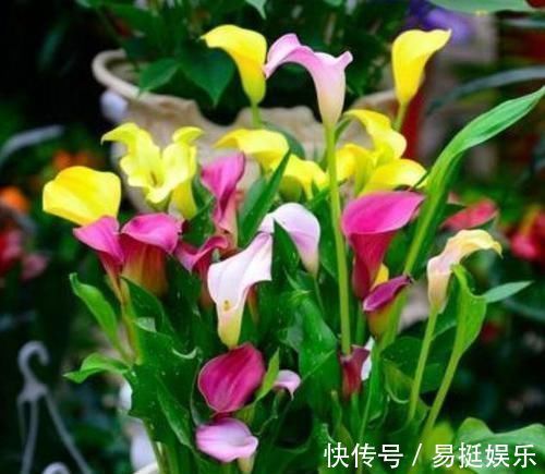芹叶牡丹芹叶牡丹|4种福运花,自带福气好养活,谁见了都喜欢,婀娜多姿