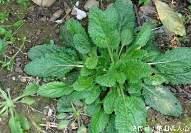 咳嗽|天气干燥,咽喉肿痛痰多难受此药泡水喝,咳嗽不咳,胜过止咳药