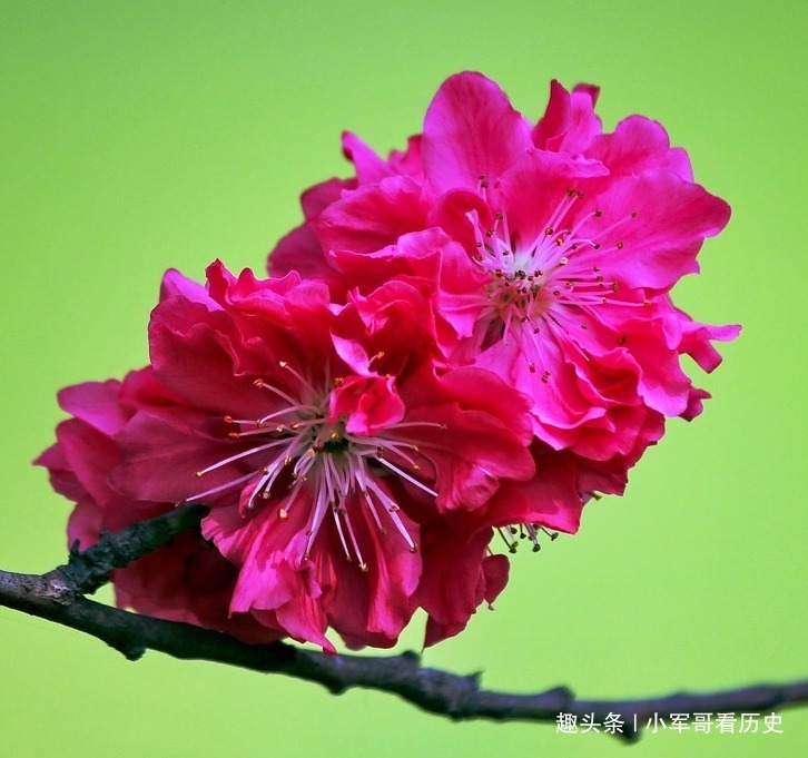 极品|此花是桃花中的极品,树姿优美花姿迷人,具有消除仇恨的意思