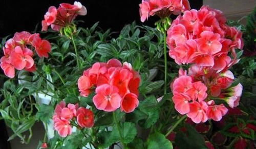洋蝴蝶|此“花”能开三季，鲜艳漂亮花期长，阳台养一盆，看花200天