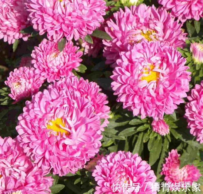 此花绚丽多彩,光彩夺目,让人十分的有安全感,有着相信我的寓意