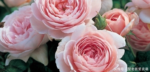 月季花|要养月季,推荐这9个品种,开花多多,又美又香,一年四季有花赏