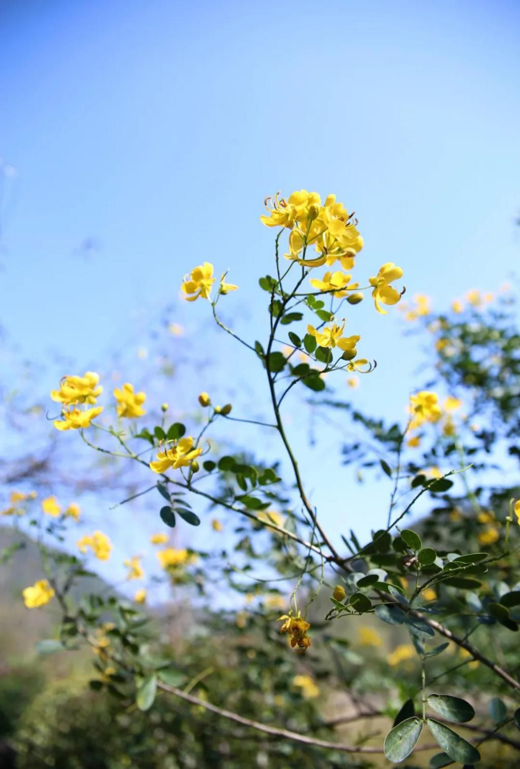 千里光|野趣一日，发现桃花岭的22种秋天