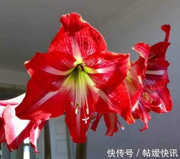 光照|春天养这花,花大如碗,独特漂亮,开完后,简单处理后 能再开花