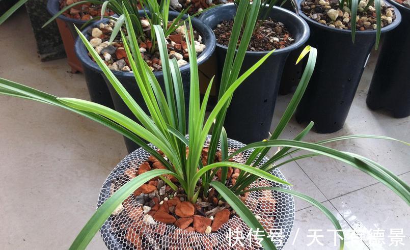 焦尖|兰花焦尖，该不该剪掉？分情况，还需多注意日常打理