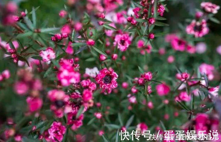 花盆|4种花养在客厅超美的，好养易活不招虫，一开花就爆盆