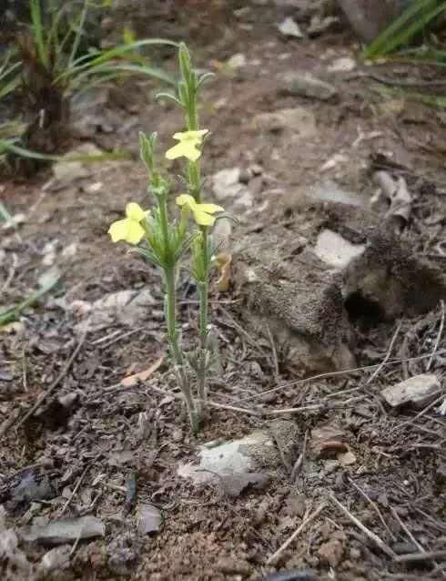  独脚金|南沙这种随处可见的野草竟卖到3000元一斤！功效堪比冬虫夏草