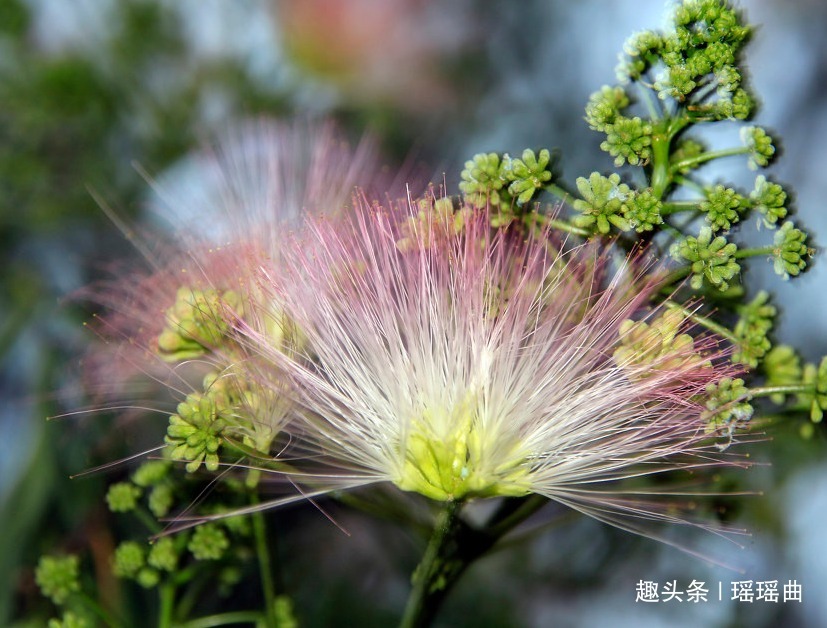 夫妻|此花昼开夜合极为奇特，两两相对抱在一起，象征着夫妻百年好合