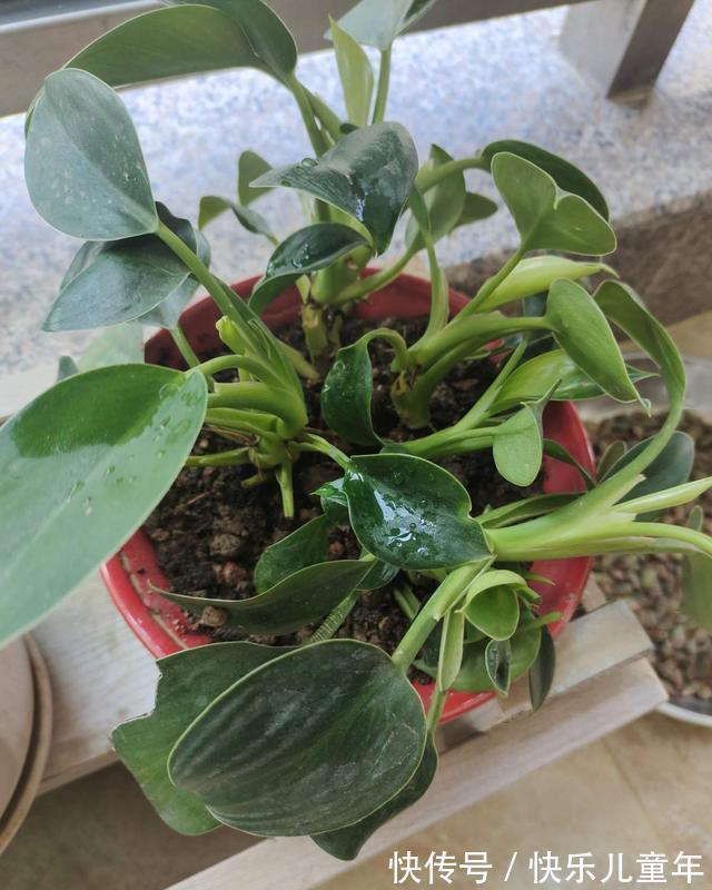 农历10月初6立冬后，养什么花？以下3种花，繁花似锦四时喜庆