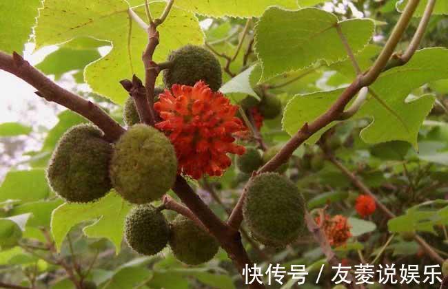 喂猪|这野果20年前遍地都是,农民砍了喂猪,不知是昂贵的补肾良子!