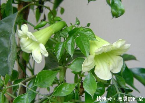 技巧|都误以为这6种绿植不开花，殊不知开花给人惊喜感，养护有技巧