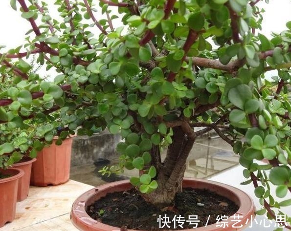 叶片|客厅这2种“耐旱树”,20天不浇水,叶片反而“更加肥”,真省心