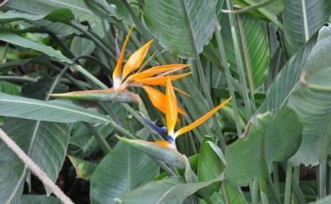 鹤望兰|盆栽养鹤望兰,记住4点秘诀,花叶长满盆,分分钟成花海