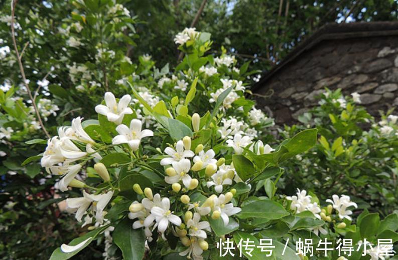 新妇|8月逛花市,3种花捡漏正当时,皮实好养,一次性入十盆不嫌多