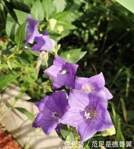 农历九月初四寒露后,养什么花?以下3种花,年年如意岁岁平安