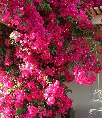 花友|养三角梅,记住5点,根壮叶绿,四季开花