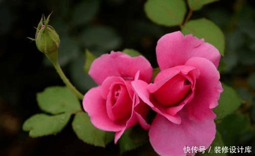 想要阳台四季如春,有花赏,5款植物少不了