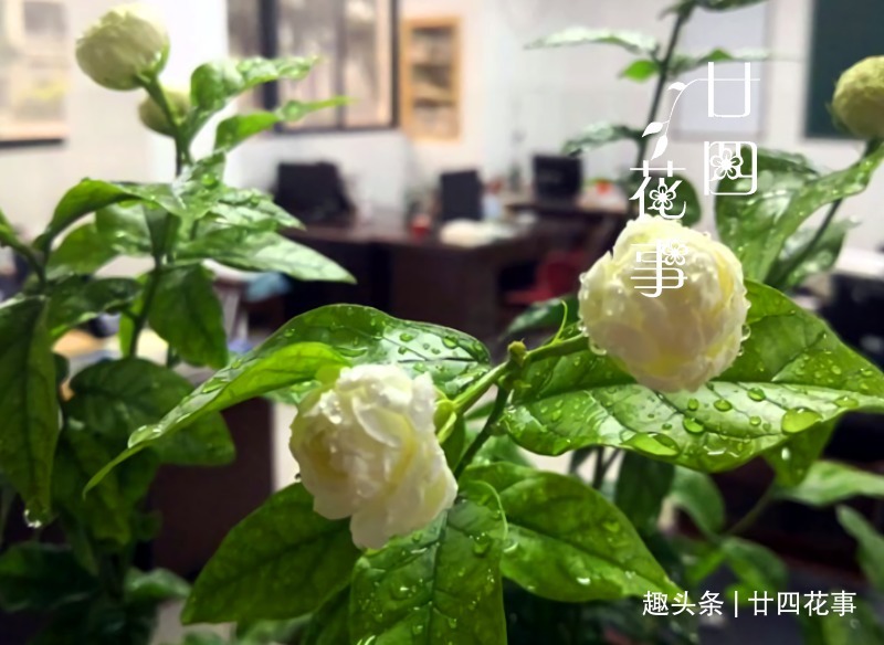 浇水|9种花,12月要“控水、断肥”,不注意烂根黄叶,活不到开春