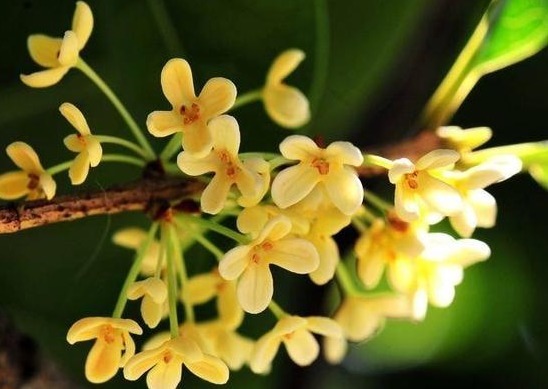 养花就养有名的花,清可绝尘,浓能远溢,堪称一绝,养在家中极美