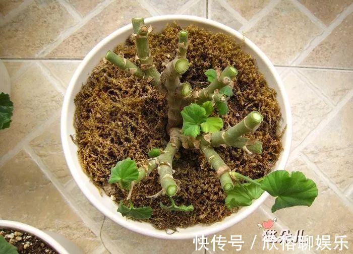 9月给天竺葵剪个短发,过冬前就能窜叶子,明年春天开成大花球!