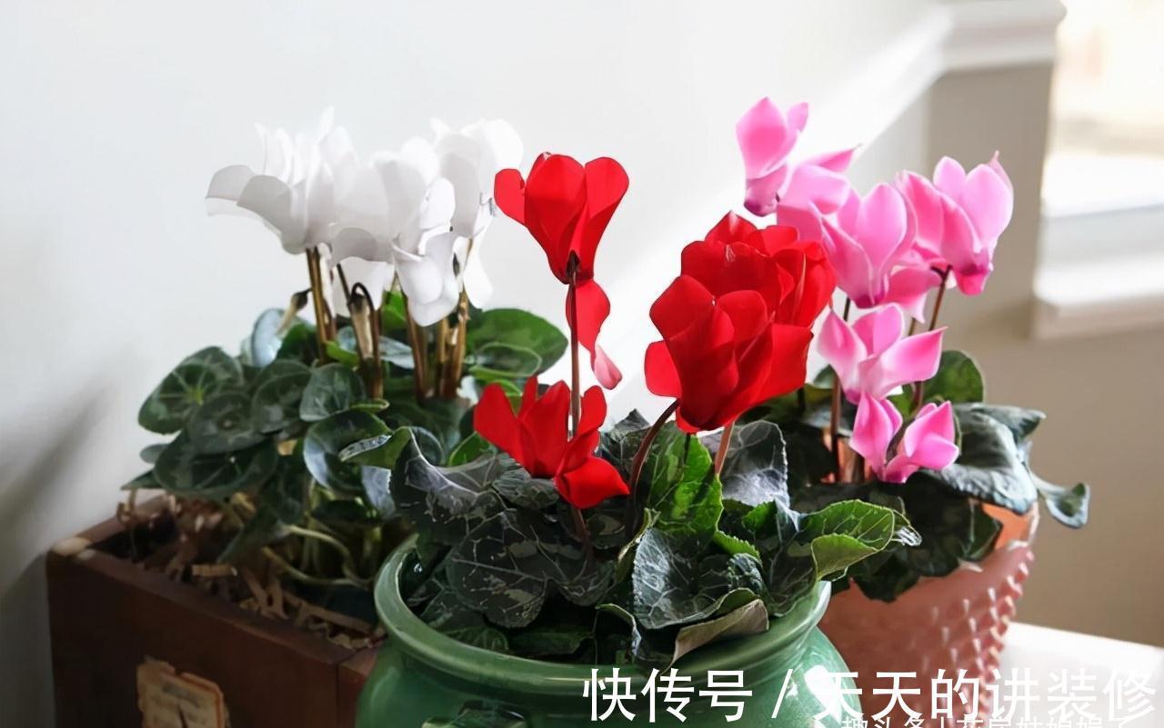 阳台再小，只要把它们养好，晒晒就能开花，打造成漂亮的小花园