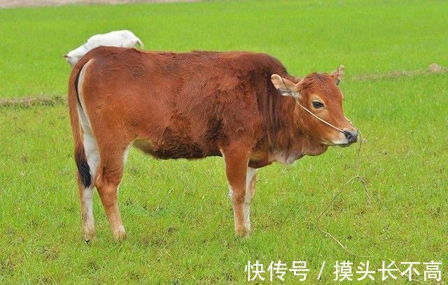 好吃|【舌尖美食】 一道简单的小炒牛肉,嫩滑爽口,上桌秒光,好吃到舔盘!