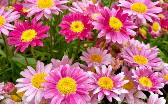 冬天也能养的花卉花卉,不用操啥心,花色繁多易爆盆,娇艳欲滴