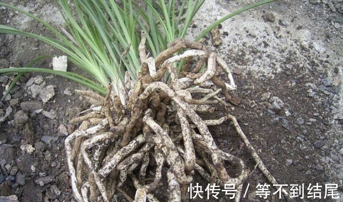 兰花根系“越狱”,全部长出盆表面,注意4个原因,土内全是白根