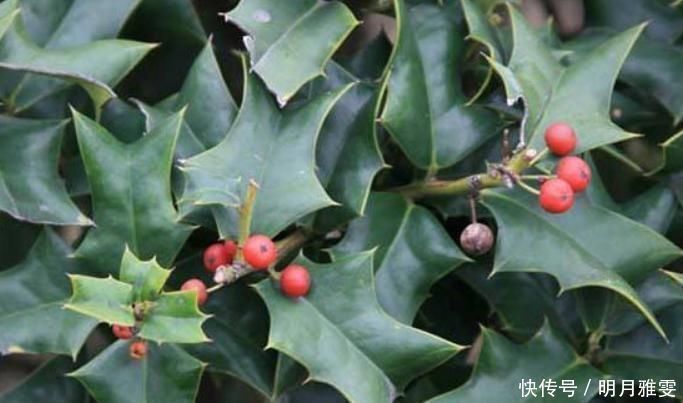 枸骨叶|这树叶，也是一味中药，泡茶代饮，抗菌消炎、祛风湿