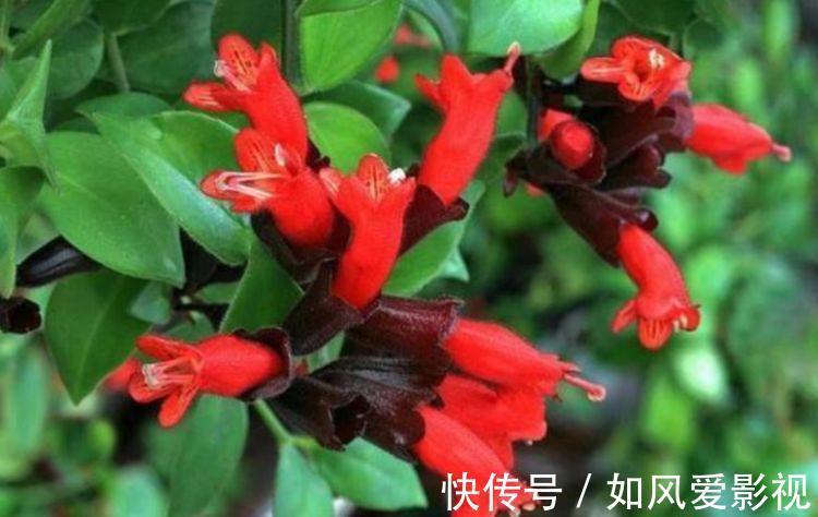 阳台上|4种“富贵花”,家里里两盆,好运连连,深受花友们喜爱