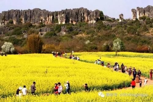 春光无限好，花艳景美岂能错过！