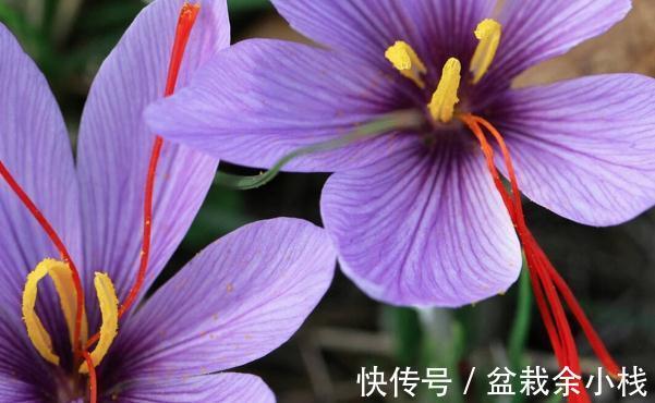 看上去很高大上，实际很鸡肋的花草，养过一次就被拉进“黑名单”