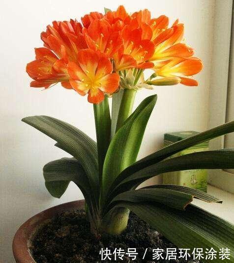 加点|君子兰3年不见长?浇水加点酒,芽多、根粗、叶绿,开花多