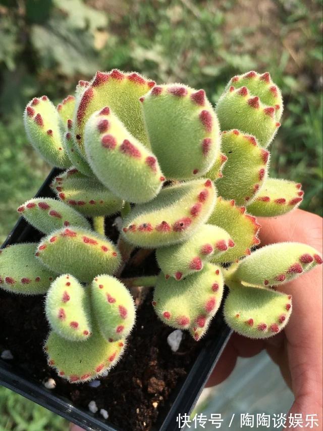 6种多肉，夏天要多操心，不然再美，也得“度夏死”