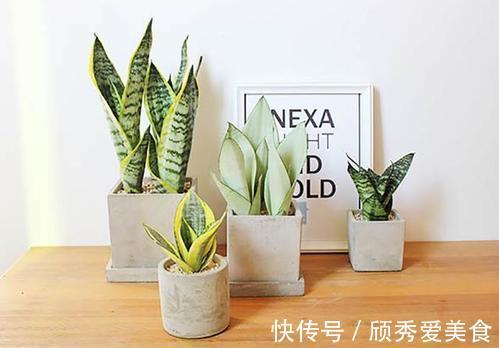 虎皮兰有“2喜2怕”，难怪不爱长侧芽，赶紧纠正