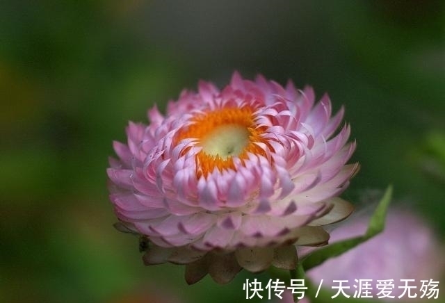 秋天!经典4句,赏花人记住这些诗词,秋天这一个月就不白忙活了