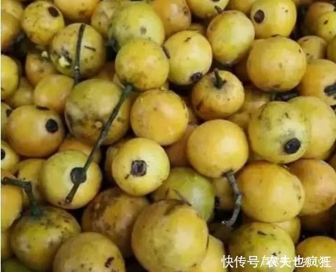 牙齿|形似山竹通体金黄，多吃牙齿会变黄，儿时用它下饭，如今很少人种