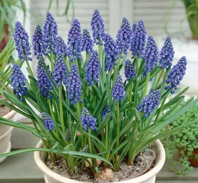 种植|秋天来了,最适宜种植的鳞茎类花卉你有种植吗