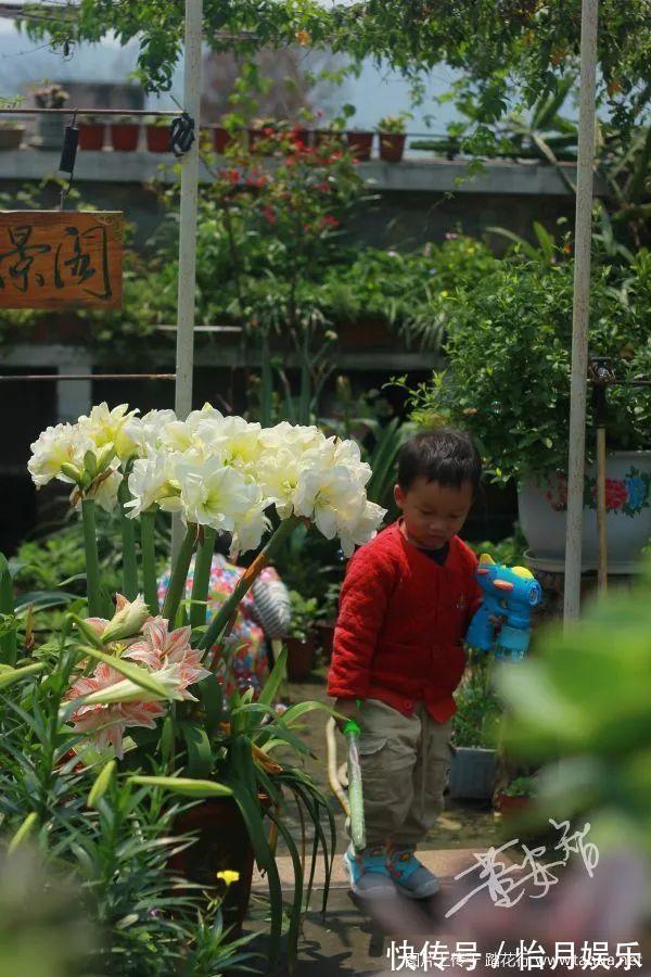 朱顶红|花也能成精，养成巨无霸，一次开花50朵，比小孩还高！