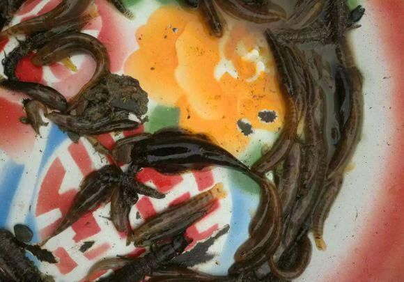 打工仔回到家乡,再钓一次故乡河里的小鱼