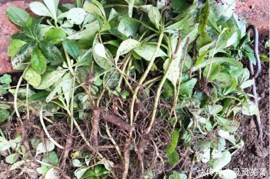  国人|外来入侵物种的假人参，被国人开发成极品野菜，具有药食同源之效