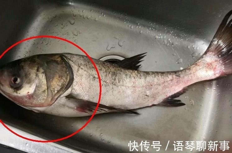 鱼头|广东一水库里的鱼集体“瘦成长条”,钓鱼人:幸好被我钓起来了