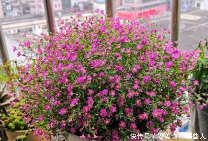 家养这些植物,阳台开出花海,全年开花不断,花型紧簇,花量多!