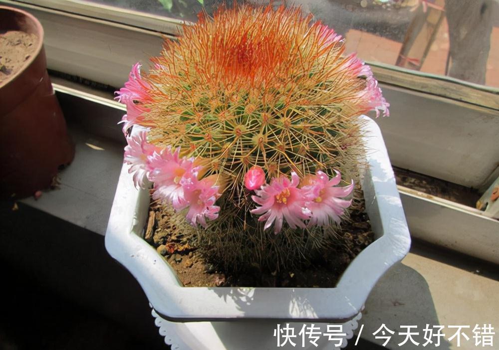 叶片|10种花,空气再干也别“喷水”,容易黄叶“掉花苞”