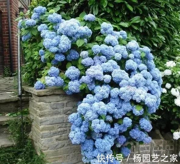 芍药|6种漂亮花,花比拳头大,家里养一棵,富贵自然来