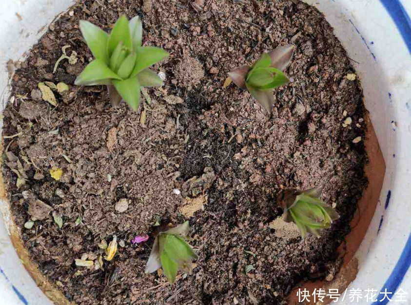 零学|从零学起，4个养花基础知识，让养花变得更简单