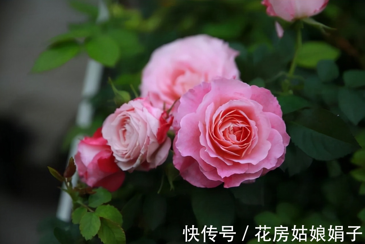 室内养殖月季花，需要达到这些条件，还要满足4个方面的要求