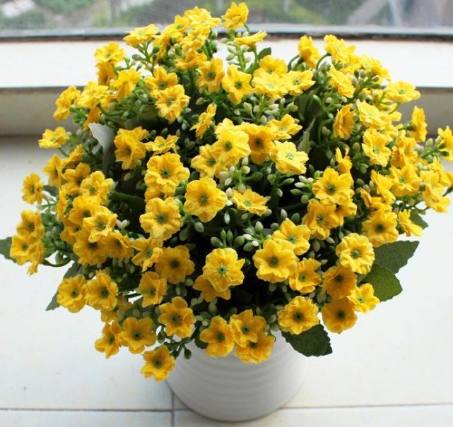 养米兰花,牢记3个“前奏”,瞬间“爆盆”,花开百朵,香气四溢