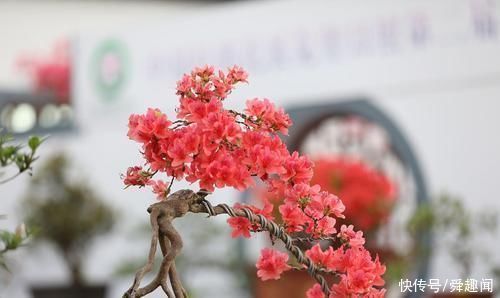 盆栽花草中的6个“醋罐子”,多浇酸水,叶子才能绿得冒油!