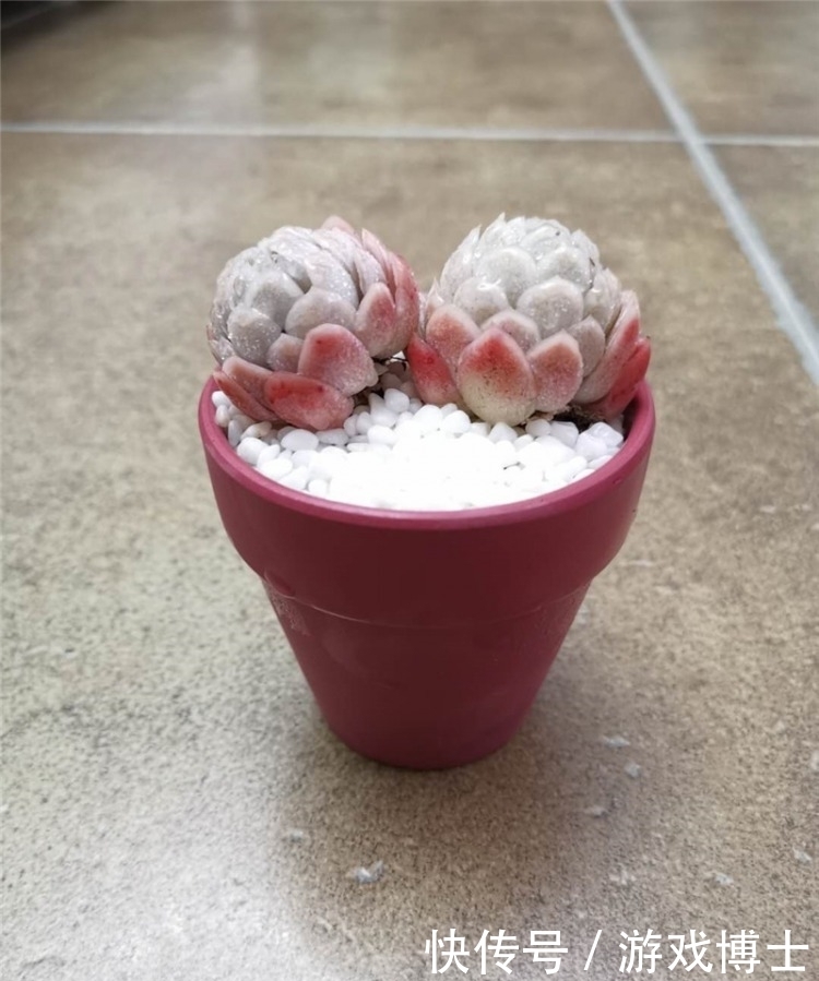 一肉一世界,一方一净土